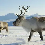 Kirkenes Hotell 3*